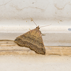 Tetanolita floridana