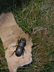 Dorcus parallelipipedus