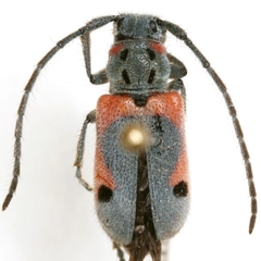 Tetraopes discoideus
