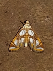 Argyractoides lucianalis