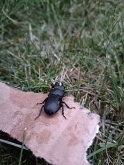 Dorcus parallelipipedus