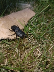 Dorcus parallelipipedus