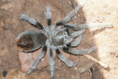 Aphonopelma madera