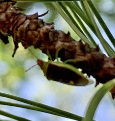 Banasa dimidiata