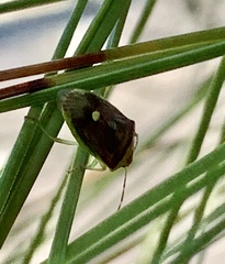 Banasa dimidiata