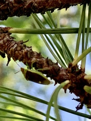 Banasa dimidiata