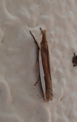 Crambus quinquareatus