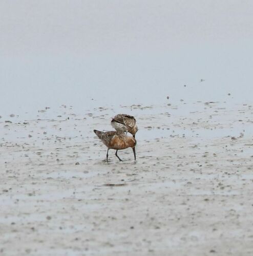 Curlew Sandpiper, 9131 Ee, Nederland, photo 10 of 10