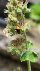 Pentatominae