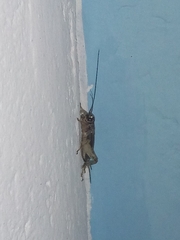 Eumodicogryllus bordigalensis