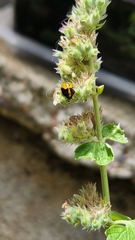 Pentatominae