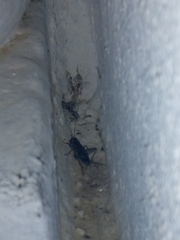 Eumodicogryllus bordigalensis