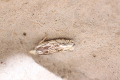 Eucosma olivaceana