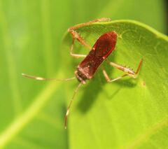 Burtinus notatipennis