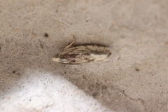 Eucosma olivaceana