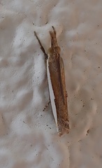 Crambus quinquareatus