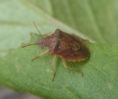 Dendrocoris humeralis