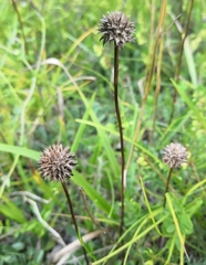Globularia cordifolia