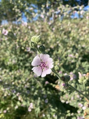 Althaea taurinensis
