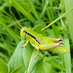 Pseudopodisma transilvanica