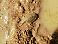 Triops cancriformis