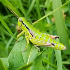 Pseudopodisma transilvanica