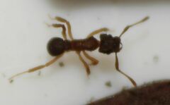 Cyphomyrmex minutus