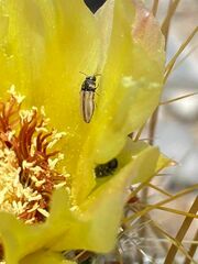 Acmaeodera quadrivittatoides