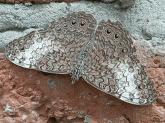 Hamadryas amphichloe