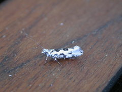 Ypsolopha sequella