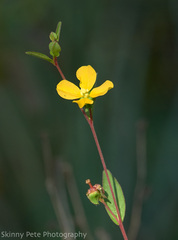 Ludwigia maritima