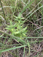 Gentiana puberulenta