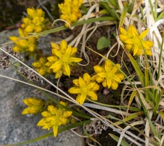 Sedum lanceolatum lanceolatum