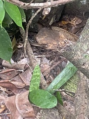 Spondylurus nitidus