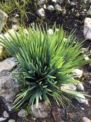 Aloe succotrina