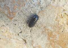 Armadillidium vulgare
