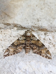 Manduca corallina