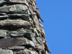 Ptyonoprogne rupestris