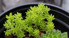 Sedum japonicum