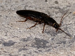 Hemicrepidius nemnonius