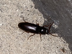 Hemicrepidius nemnonius