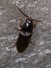 Hemicrepidius nemnonius