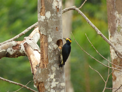 Melanerpes cruentatus