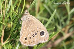 Pampasatyrus gyrtone