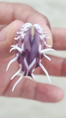Hysteroconcha lupanaria
