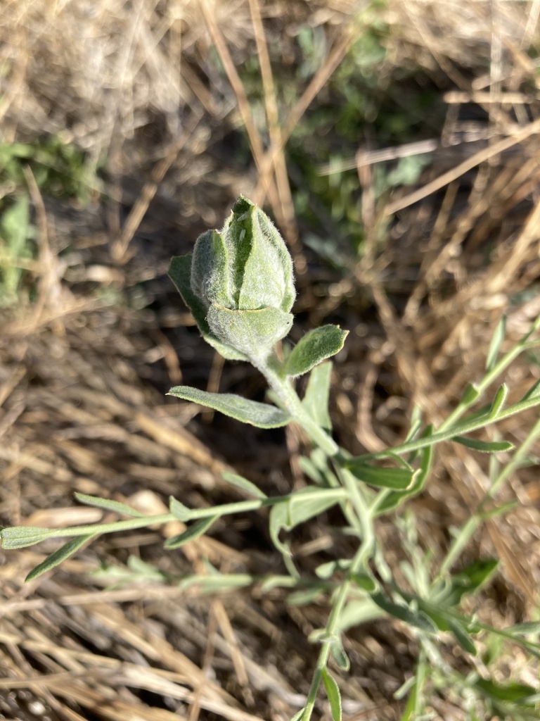 Russian Knapweed Gall Midge