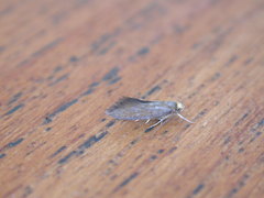Crassa unitella