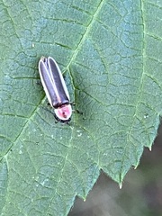 Photinus marginellus