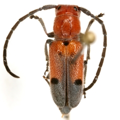 Tetraopes linsleyi