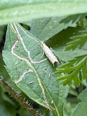 Crambus saltuellus